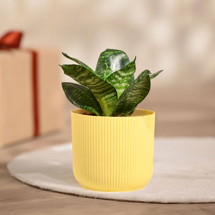 UGAOO Sansevieria Plant, Snake Plant