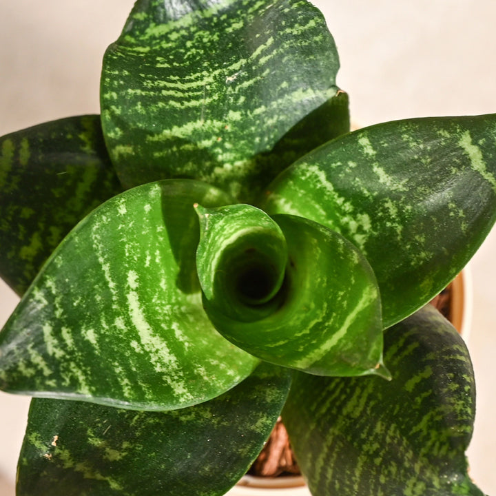 UGAOO Sansevieria Plant, Snake Plant