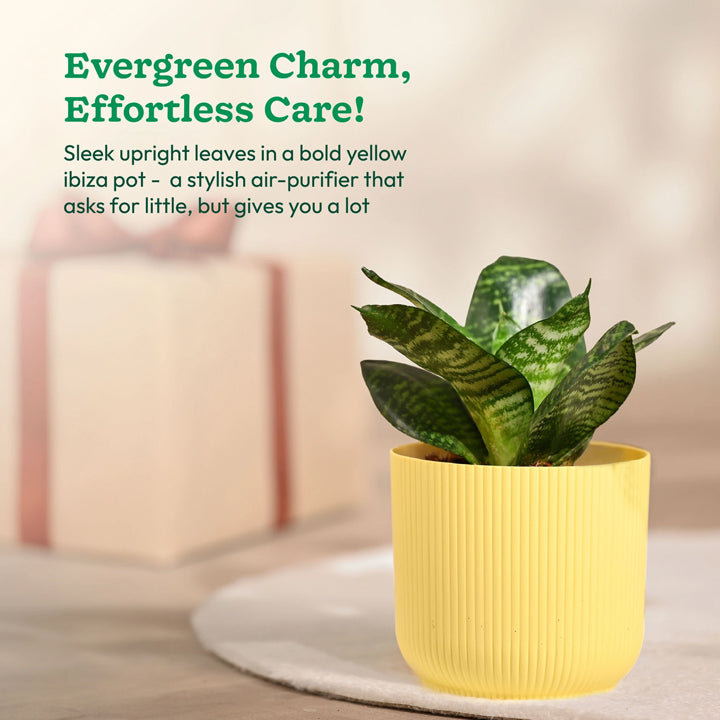 UGAOO Sansevieria Plant, Snake Plant