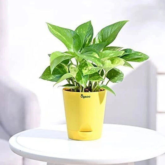 UGAOO Variegated Money Plant