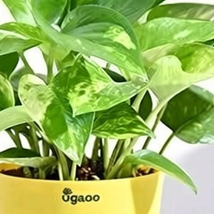 UGAOO Variegated Money Plant