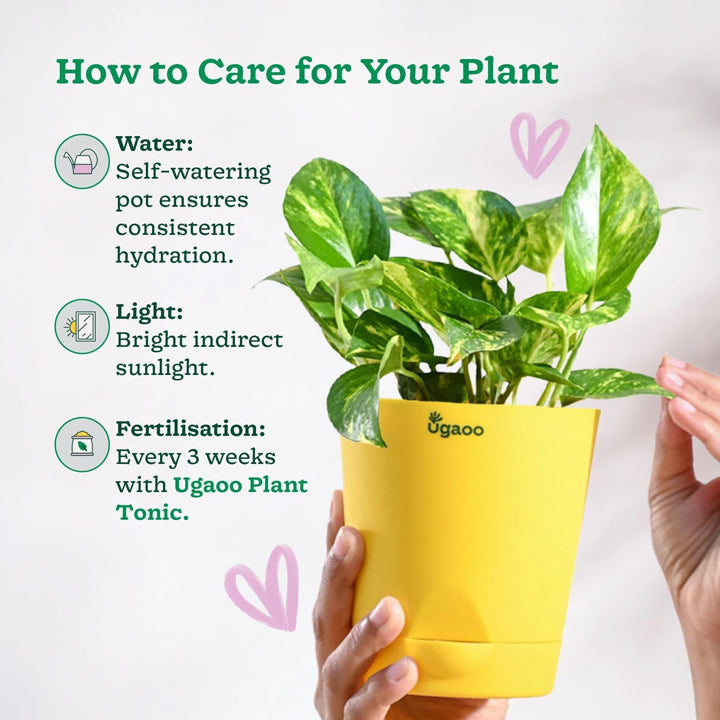 UGAOO Variegated Money Plant