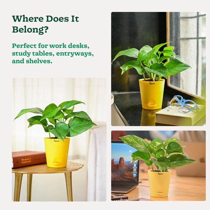 UGAOO Variegated Money Plant