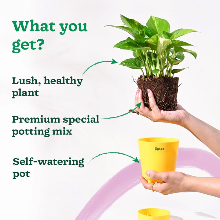 UGAOO Variegated Money Plant