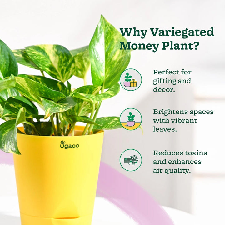 UGAOO Variegated Money Plant