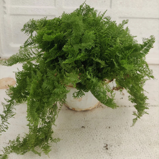 Vaibhav biotech Fern Plant