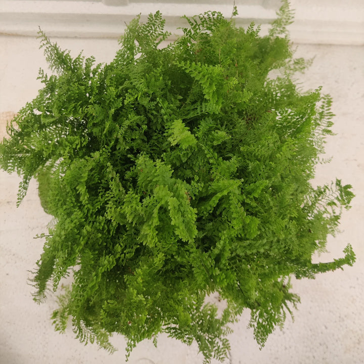 Vaibhav biotech Fern Plant