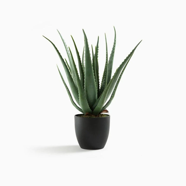 Bensai Ficus Ginseng